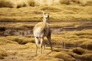 Vicuna Vicuna
